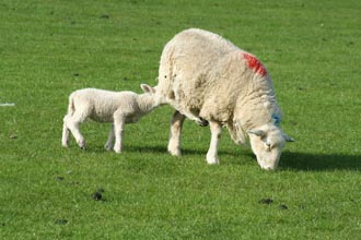 sheep